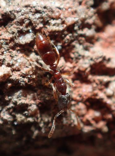 Réf. 278 422 : Ponera sp.